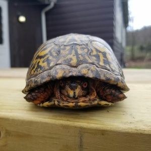 Meet your Posher, Shawn